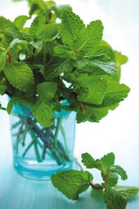 Mint is a handy herb to have growing in the yard.