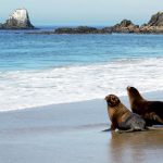 Sea Lion release in Laguna Beach by Wendy Saewert