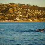 2 Whale kayaking