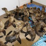 Sea lions UME Nursery_by PMMC
