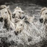 Horses of the Sea_credit Jeff Nadler