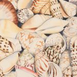 Elaine Twiss – Seashells_1