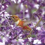 DSC_0765_2 rufous hummingbird_Perry Stampfel