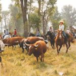 cattle drive – 090317 PU Cattle, River, Cook Book Live Tim-21 (1)_Stuart Thurlkill