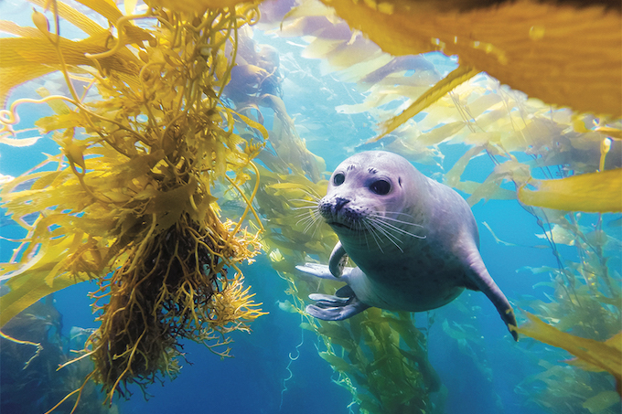 7th Annual Bluebelt Photo Contest Alex-Cowdell-Henry-the-Harbor-Seal-Profession-1st-Place