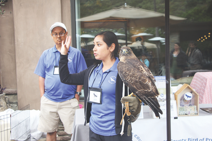 Showing a raptor at The Ranch at Laguna Beach_Ashley Ryan